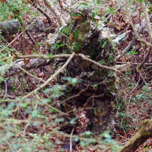 TITAN LEAFY SUIT MOSSY OAK - OBSESSION NWTF L/XL PANTS/TOP